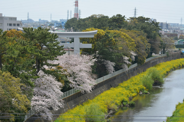 寒川神社参道の桜並木